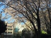 土屋 義隆弁護士