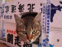 後藤田 環弁護士