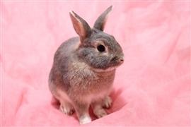 癒しを与える「うさぎカフェ」や「ふくろうカフェ」 深夜に営業しても問題ないの?