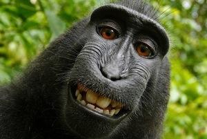 サルが写真家のカメラを奪って「自分撮り」 写真の「著作権」は誰のもの?