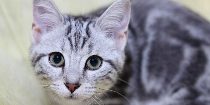 同棲カップルが「破局」 飼い猫の「親権」を手に入れるのは男性か、女性か?