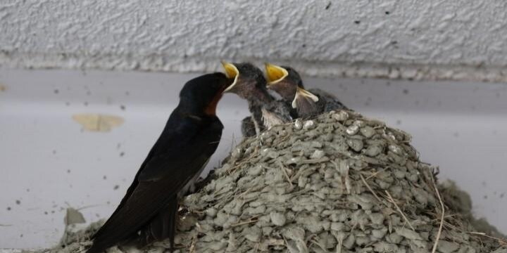 「ツバメの巣」を壊したら「鳥獣保護法違反」で罰せられるってホント?