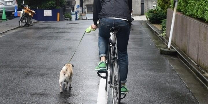 自転車に乗った「飼い主」と並走する大型犬 「道交法違反は明らか」と弁護士
