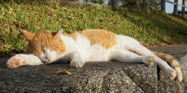 野良猫への「餌やり」を原則禁止へ――和歌山県「条例改正案」どう評価すべきか?