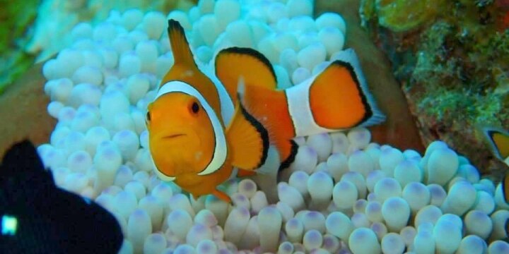 「カクレクマノミ、捕ったどー!」ダイビング中に「魚」を持ち帰ったらダメ?