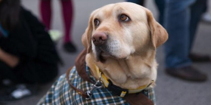 盲導犬同伴の障害者、入店拒否など「嫌な思い」9割…法的な罰則はないのか?