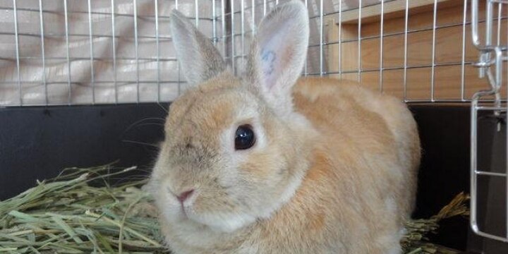 ペットのウサギが治療で骨折 「動物病院」に43万円の賠償命じる判決