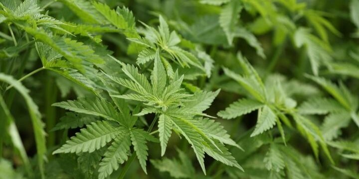大麻取締法「所持」は違法なのに「使用」は対象外…何が違うのか?