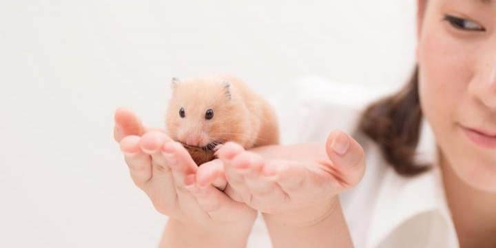 寂しい一人暮らしOL、「小動物」飼育で気を紛らわせたい...バレたらどうなる?