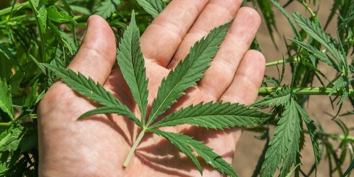 高樹沙耶被告人「今後、国内で大麻を使用しない」…海外なら問題ない?