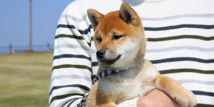 別居中の夫に「愛犬」を連れ去られた! 大切な「家族」を取り戻せる?