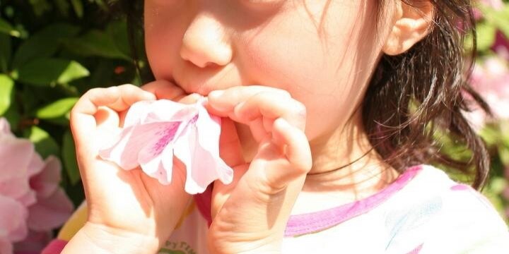 公園やビルの花壇で「ブチッ!」、ツツジの花を摘んで蜜吸ったら、犯罪になる?