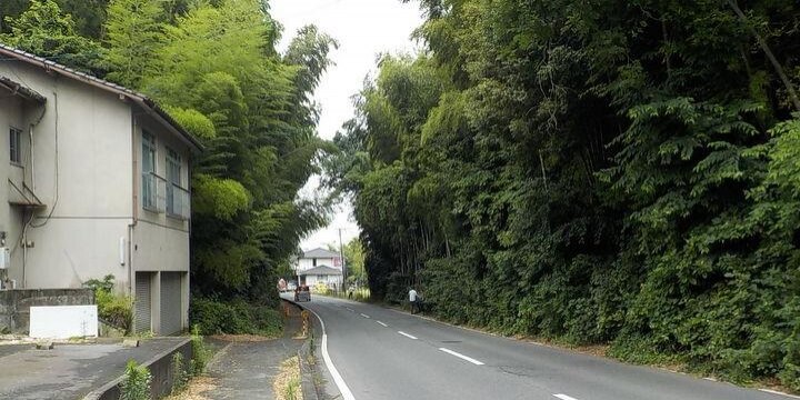 道路に面した私有地から木が倒れ、男性死亡…土地所有者と道路管理者の責任は?