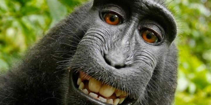 「サルの自撮り」著作権訴訟は何をもたらした? 日本でもあった「動物の権利」裁判