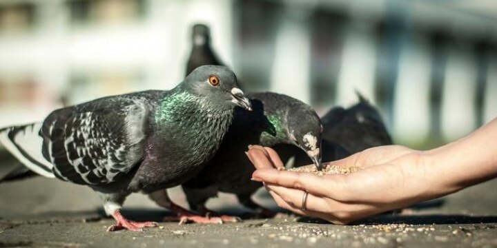 「鳩の餌やり」愛好家がパンくず撒いて、フンだらけ…やめさせられないの?