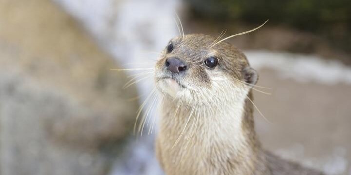 「カワウソ10匹」タイから持ち出そうとした日本の女子大生拘束…どんな規制に抵触?