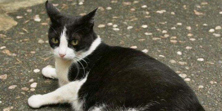 熊本の殺人未遂事件、ひっかいた「猫」は「殺処分」される? 心配する声続出