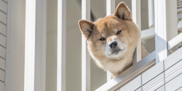 「ペット可」物件だったのに、突然の規約変更で「禁止」に…愛犬はどうなる?