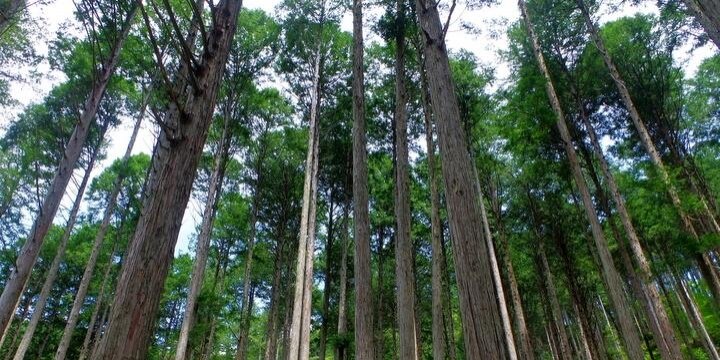 住民税に1000円上乗せする「森林環境税」、わざわざ新設する意味はあるのか?