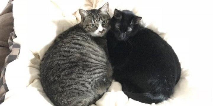 動物を「使い捨て商品」扱い、愛猫家・塩村さんが批判する「ペット業界」の闇