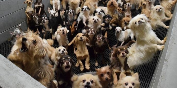 「まるで地獄」不衛生な犬猫工場で大量繁殖、悪質業者でも開設できる「緩い規制」