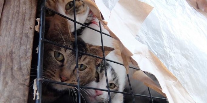 猫20匹「飼育放棄」ケージ野ざらし、ミイラ化死骸も…「ネグレクト」の現場