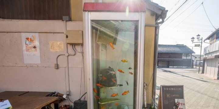 「金魚電話ボックス」に現代美術家が「著作権侵害」指摘するも、専門家は「侵害にはならない」