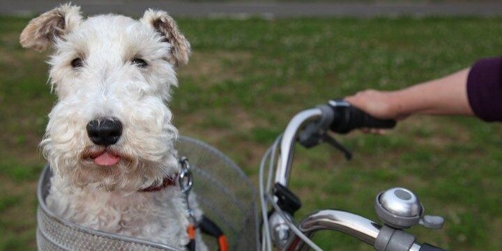 自転車の前かごに乗って愛犬と「お散歩」…道交法違反にあたる可能性も