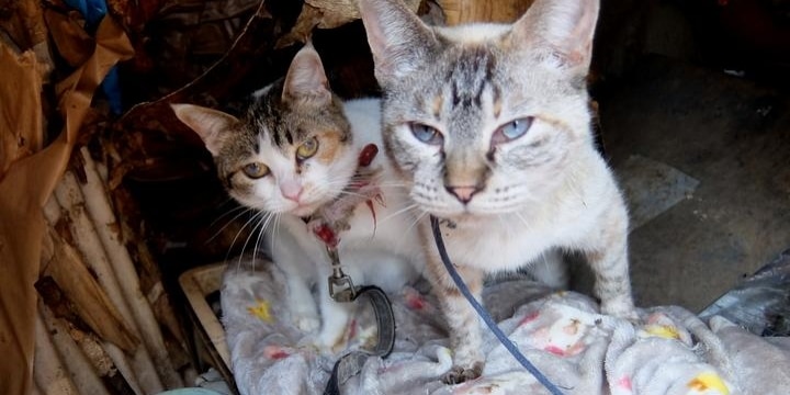 猫22匹「動くぬいぐるみ」扱い…ゴミ屋敷、野ざらしケージでネグレクト、エサは食べ残し弁当