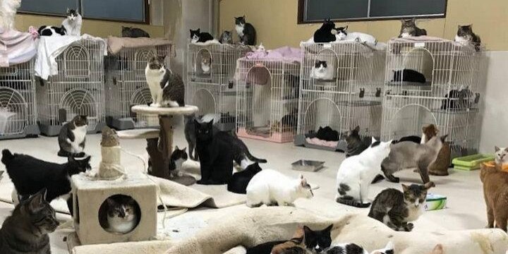 猫の保護団体で多頭飼育崩壊、元ボランティア「治療も受けられず、死んでいく」涙の告発