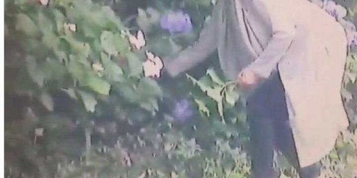 お寺の境内から紫陽花を手折って持ち去り…「花泥棒は罪にならない」は間違い