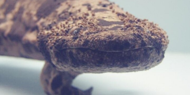 京都・鴨川で「オオサンショウウオ」目撃情報…勝手に移動させると違法の可能性
