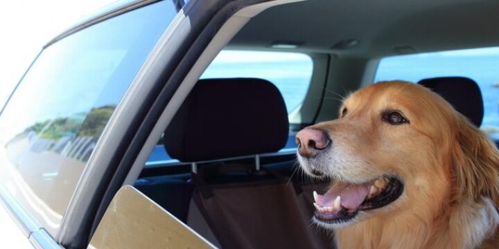 車内に犬6匹放置して全滅、人より熱中症になりやすいのに...「動物虐待」では?