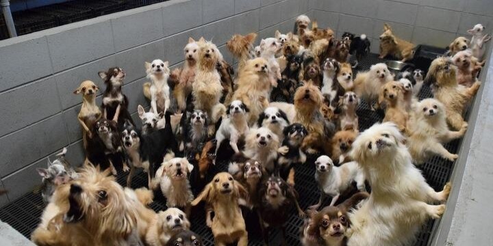 現行法の限界? 福井「400匹の犬猫工場」不起訴 「動物虐待罪、もっと明確化を」