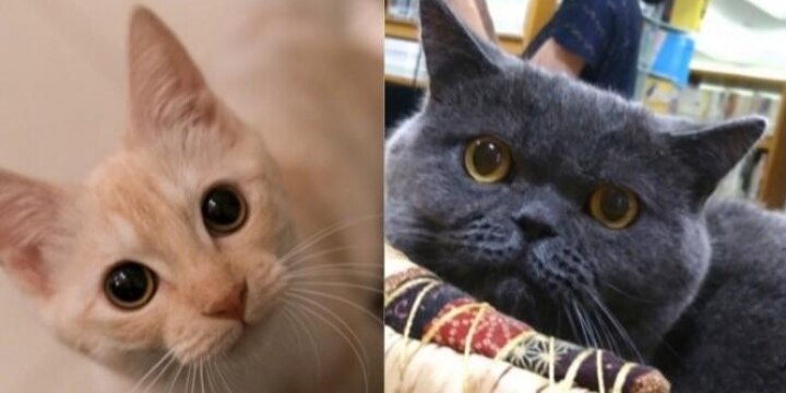 「報酬はチャオちゅーるで…」 東北のヒマな図書館を救った猫館長と神保町の猫の本屋さん